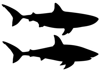Great white shark in the set.