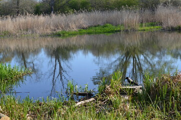 Wiosenna roślinność na małym stawie, Polska © Ewa