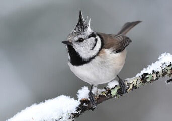 European crested tit (Lophophanes cristatus) in winter searching for food.