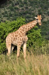 Giraffe looks out from the trees in the bush