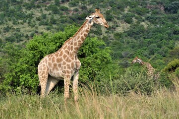 Naklejka na ściany i meble Giraffe looks out from the trees in the bush