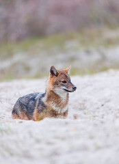 Golden jackal - CHACAL DORADO (Canis aureus), Danube Delta - DELTA DEL DANUBIO, Ramsar Wetland, Unesco World Heritgage Site, Tulcea County, Romania, Europe