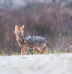 Golden jackal - CHACAL DORADO (Canis aureus), Danube Delta - DELTA DEL DANUBIO, Ramsar Wetland, Unesco World Heritgage Site, Tulcea County, Romania, Europe