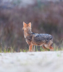 Golden jackal - CHACAL DORADO (Canis aureus), Danube Delta - DELTA DEL DANUBIO, Ramsar Wetland, Unesco World Heritgage Site, Tulcea County, Romania, Europe