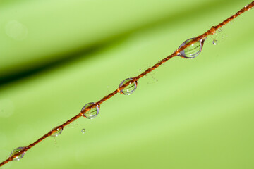 barbed wire on green grass