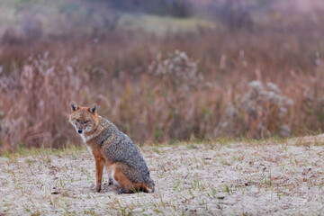 Golden jackal - CHACAL DORADO (Canis aureus), Danube Delta - DELTA DEL DANUBIO, Ramsar Wetland, Unesco World Heritgage Site, Tulcea County, Romania, Europe