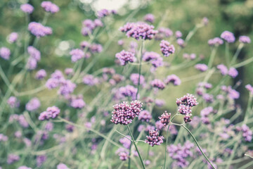 Beautiful purple flower of Verbena Bonariensis, purpletop vervien, clustertop vervain, Verbena Bonariensis in England, UK, Vintage colour.