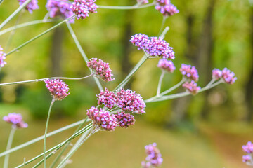 Fototapeta premium Beautiful purple flower of Verbena Bonariensis, purpletop vervien, clustertop vervain, Verbena Bonariensis in England, UK