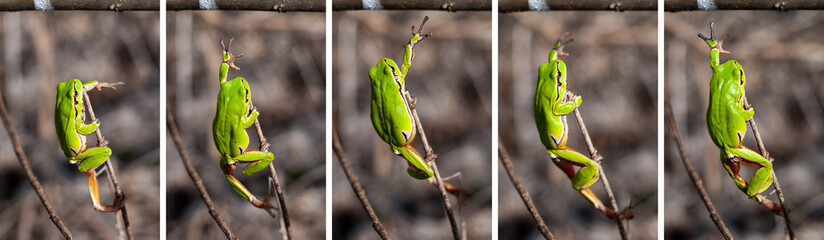 European tree frog (Hyla arborea) reaching for a branch in natural habitat, small tree frog in the woods, collage step by step