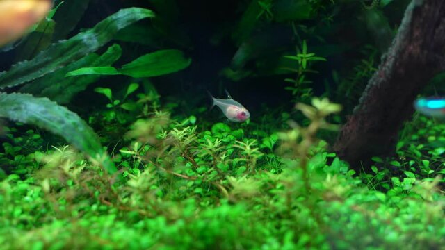 aquarium fish Amphilophus citrinellus in water