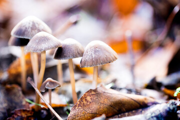 Grupo de setas en el bosque