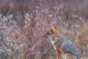 Obraz premium Golden jackal - CHACAL DORADO (Canis aureus), Danube Delta - DELTA DEL DANUBIO, Ramsar Wetland, Unesco World Heritgage Site, Tulcea County, Romania, Europe