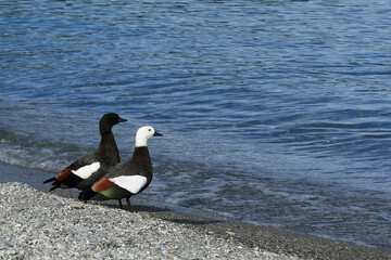 Fototapeta premium Pair of Paradise Shelduck, Tadorna variegata, by the water