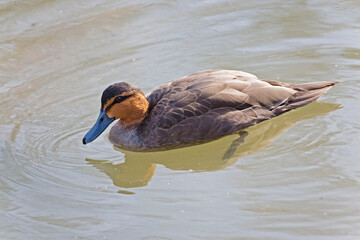 Philippine Duck, Anas luzonica, relaxing on the water
