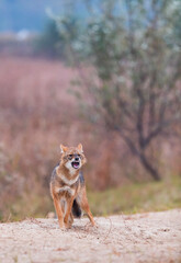 Golden jackal - CHACAL DORADO (Canis aureus), Danube Delta - DELTA DEL DANUBIO, Ramsar Wetland, Unesco World Heritgage Site, Tulcea County, Romania, Europe