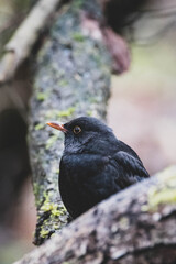 Amsel sitzend Ast