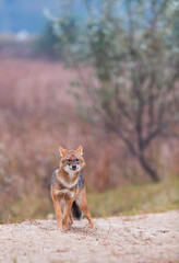Golden jackal - CHACAL DORADO (Canis aureus), Danube Delta - DELTA DEL DANUBIO, Ramsar Wetland, Unesco World Heritgage Site, Tulcea County, Romania, Europe