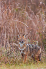 Golden jackal - CHACAL DORADO (Canis aureus), Danube Delta - DELTA DEL DANUBIO, Ramsar Wetland, Unesco World Heritgage Site, Tulcea County, Romania, Europe