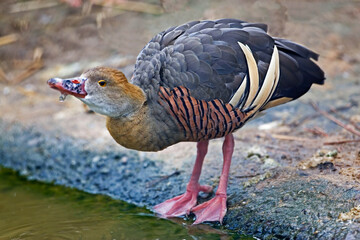 Close up view of a Plumed Whistling Duck, Dendrocygna eytoni