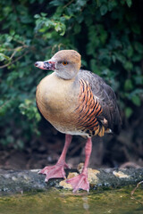 Vertical of a Plumed Whistling Duck, Dendrocygna eytoni, close up view