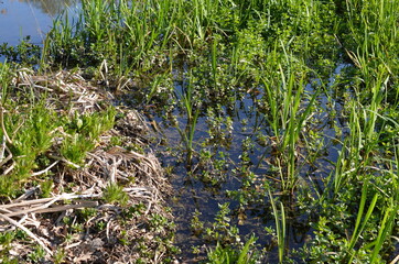 Wczesna wiosna na stawie, rośliny wodne