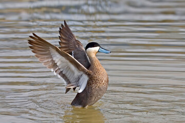 Puna Teal, Anas puna, doing a wingstand