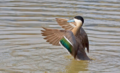 Puna Teal, Anas puna, wingstand in the water
