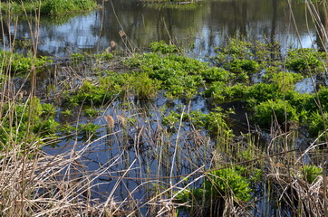 Wczesna wiosna na stawie, rośliny wodne