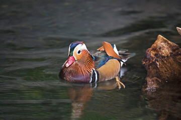 Male Mandarin Duck, Aix galericulata, relaxing on the water