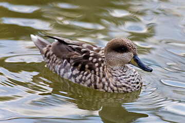 Marbled Teal, Marmaronetta angustirostris, close view on the water