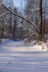 winter landscape sunny day in a park with a river covered in snow