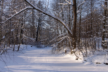 winter landscape sunny day in a park with a river covered in snow