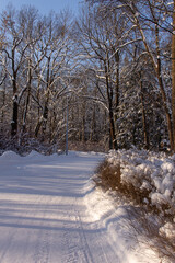 Winter landscape The road passes through a snowy forest on a sunny day