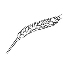 Wheat Ear Handmade vector illustration, sketch. wheat vector sketch illustration