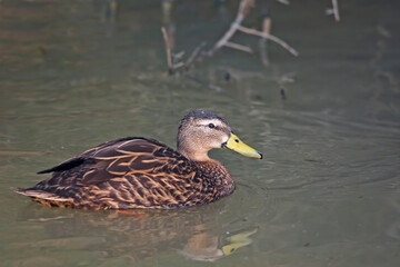 Mottled Duck, Anas fulvigula, relaxed on the water