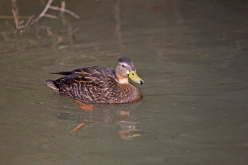 Mottled Duck, Anas fulvigula, resting on the water