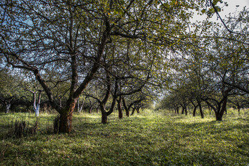 An old abandoned garden. Apple trees with painful trunks. The dried leaves fall on the green grass. The autumn harvest of apples is collected.