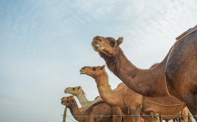 Camels in the Mecca Dessert