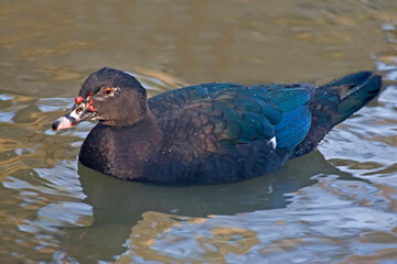 Muscovy Duck, Cairina moschata, close profile view