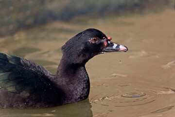 Muscovy Duck, Cairina moschata, profile of head