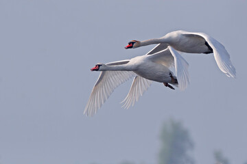 Pair of Mute Swan, Cygnus olor, in flight