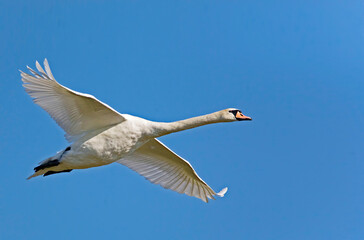 Mute Swan, Cygnus olor, in flight with wings spread