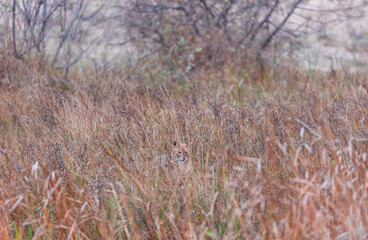 Fototapeta premium Golden jackal - CHACAL DORADO (Canis aureus), Danube Delta - DELTA DEL DANUBIO, Ramsar Wetland, Unesco World Heritgage Site, Tulcea County, Romania, Europe