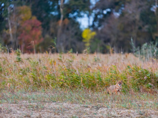 Golden jackal - CHACAL DORADO (Canis aureus), Danube Delta - DELTA DEL DANUBIO, Ramsar Wetland, Unesco World Heritgage Site, Tulcea County, Romania, Europe