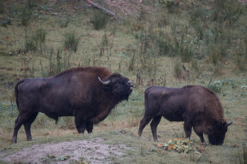 Young and old bison in the forest
