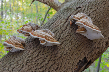 Zunderschwamm(Fomes Fomentarius)