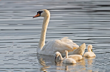 Obraz premium Mute Swan, Cygnus olor, with three young