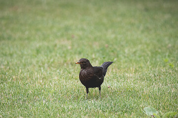 black raven on grass