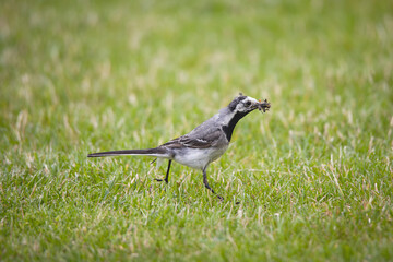 bird wagtail in the grass