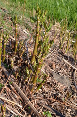 Rdestowiec japoński, młode pędy wczesną wiosną, Reynoutria japonica © Ewa